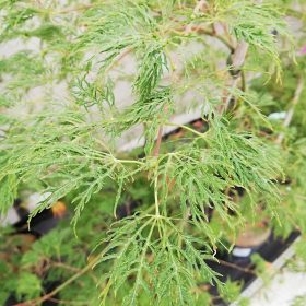 Japanski javor 'Green Lace'