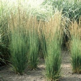 Molinia 'Moorhexe'
