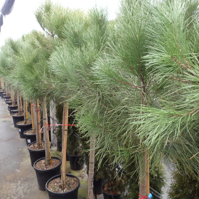 Pinija - Vrtni centar