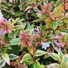 Abelia `Kaleidoscope´