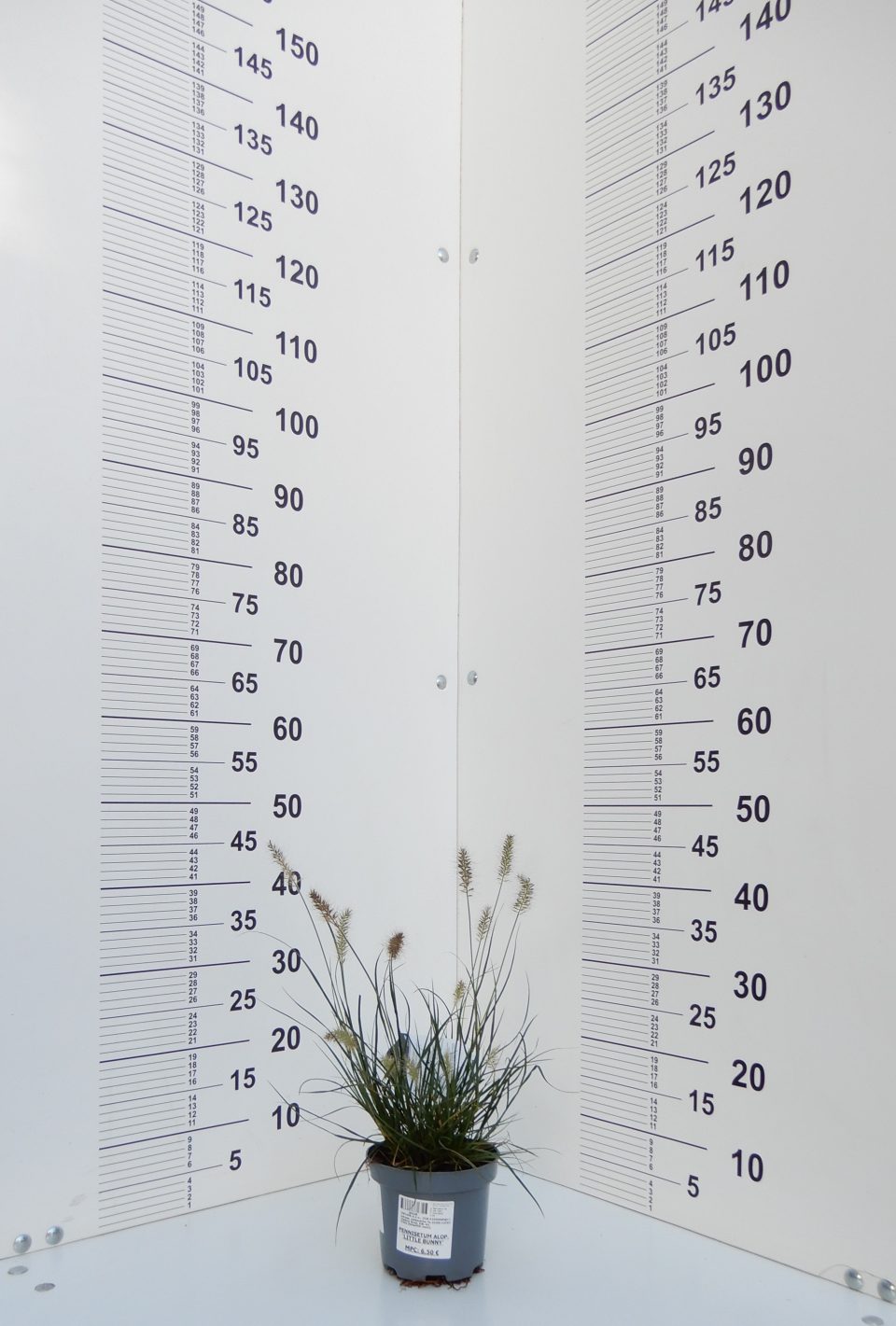 Pennisetum alopecuroides `Little Bunny´ - Slika 2