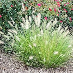 Pennisetum alopecuroides `Little Bunny´