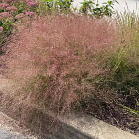 Eragrostis spectabilis
