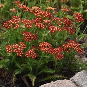Stolisnik `M. Rock Red´