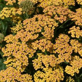 Stolisnik `M. Rock Yellow Terracotta´