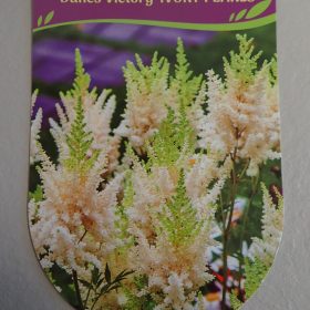 astilba ivory pearls dunes victory