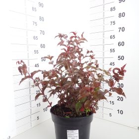 Diervilla Diva