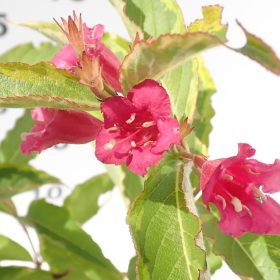Weigela 'French Lace'