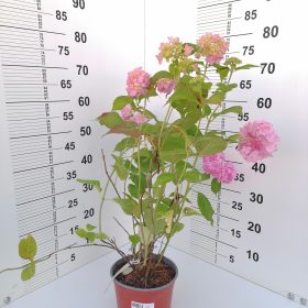 Hortenzija Sempreflorens
