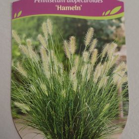 PENNISETUM HAMELN