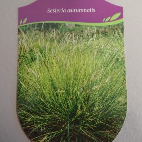 SESLERIA