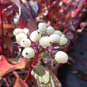 Svib 'Siberian Pearls'