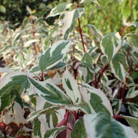 Svib 'Sibirica Variegata'