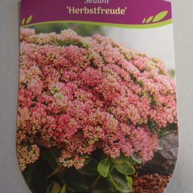 ŽEDNJAK HERBSTFREUDE