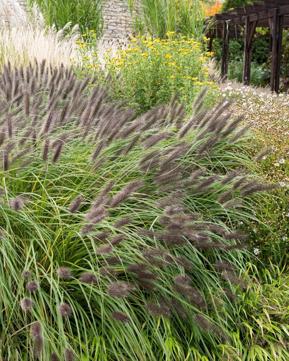 Pennisetum alopecuroides `Black Beauty'