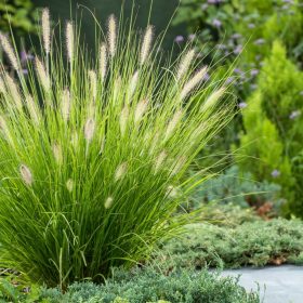 Pennisetum `Hameln´