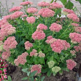 Sedum `Herbstfreude'