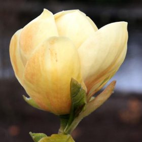 Magnolija 'Honey Tulip'