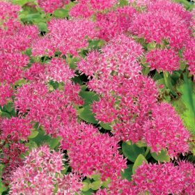 Sedum spectabile `Hot Stuff´