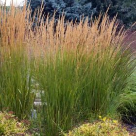 Calamagrostis 'Karl Foerster'