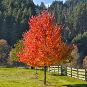 October Glory