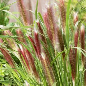 Pennisetum 'Red Head'