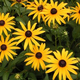 Rudbeckia fulgida `Goldsturm´