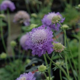 Scabiosa 'Blue Note'