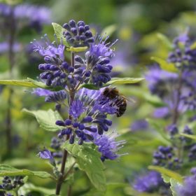 Kariopteris 'Sunny Blue'