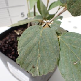 fothergilla blue shadow