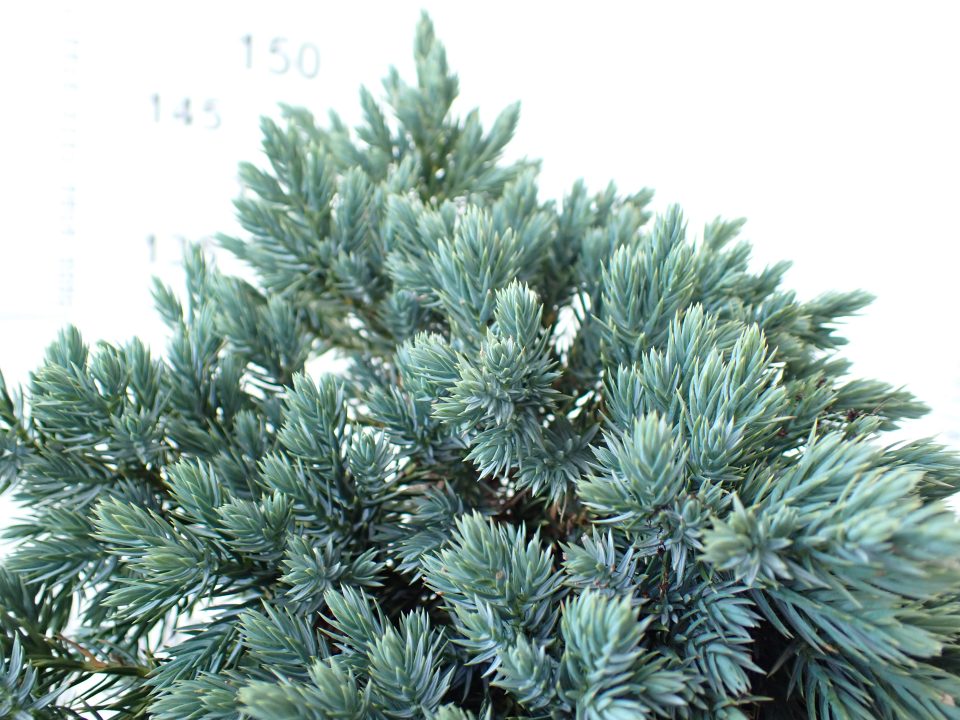 Blue Star - Slika 2