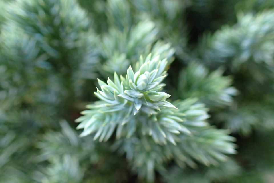 Blue Star - Slika 3