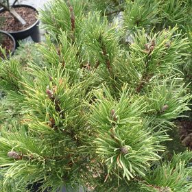 planinski bor carsten's wintergold