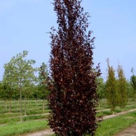 Bukva 'Dawyck Purple'