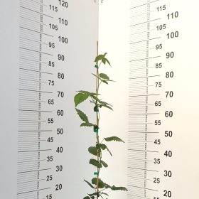 kupina glorniwa 2026
