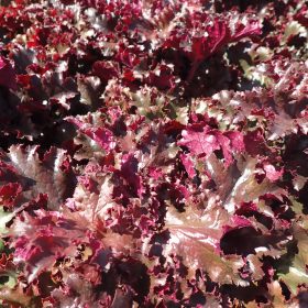 HEUCHERA BLACK TAFFETA1
