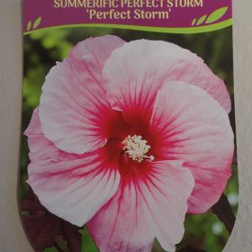 HIBISKUS PERFECT STORM