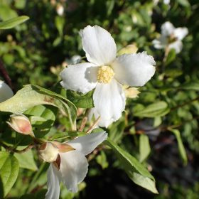 Pajasmin `Mont Blanc´