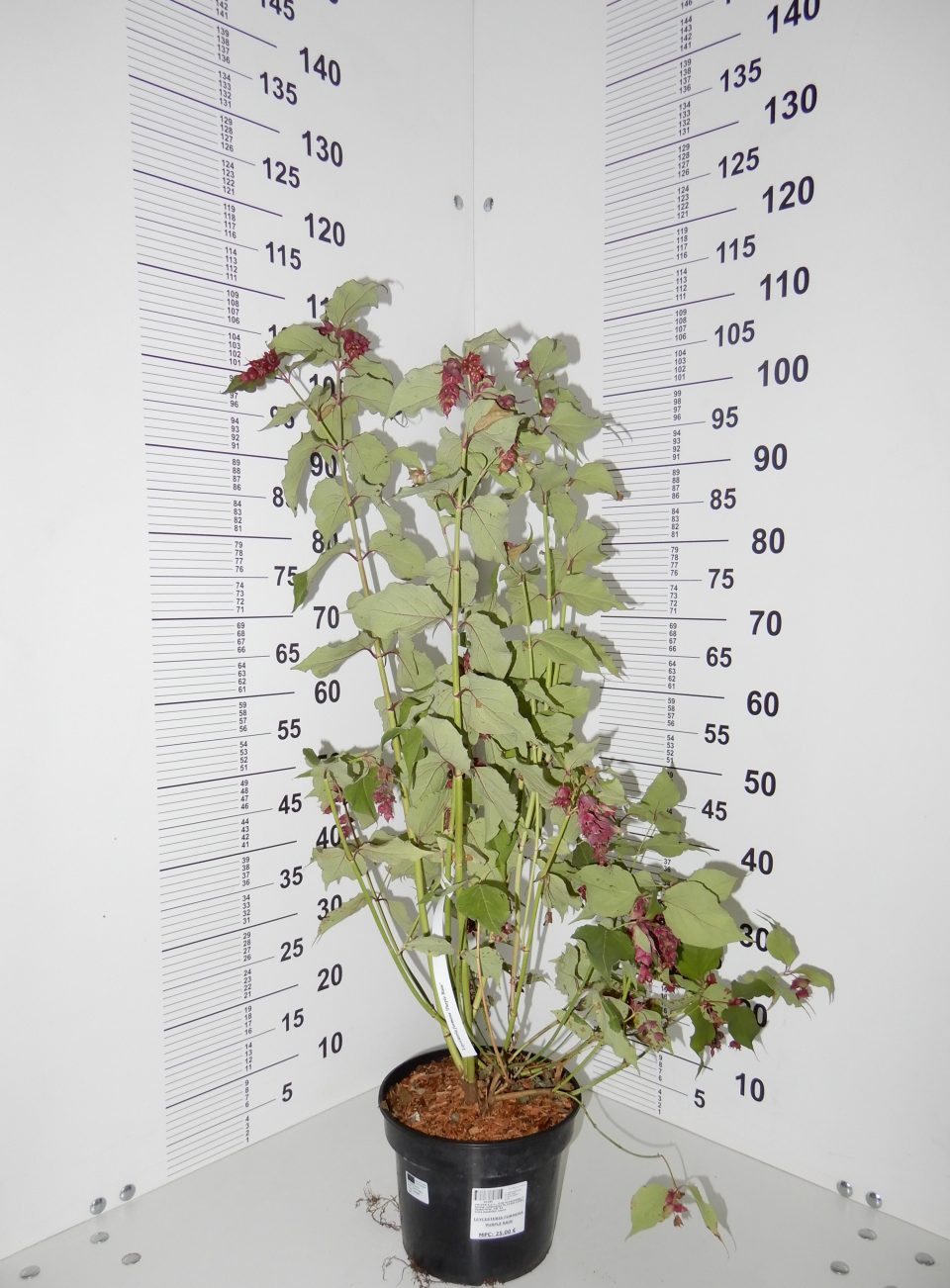 Leycesteria "Purple Rain" - Slika 2