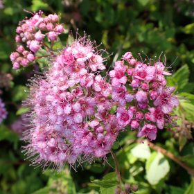 Suručica 'Little Princess'
