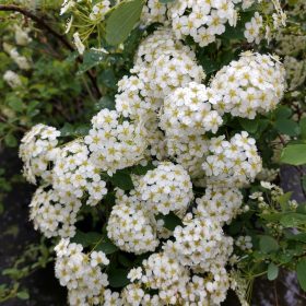 Spiraea x vanhouttei