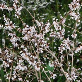 abeliophyllum