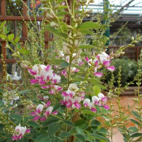 lespedeza