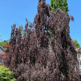 purple fountain