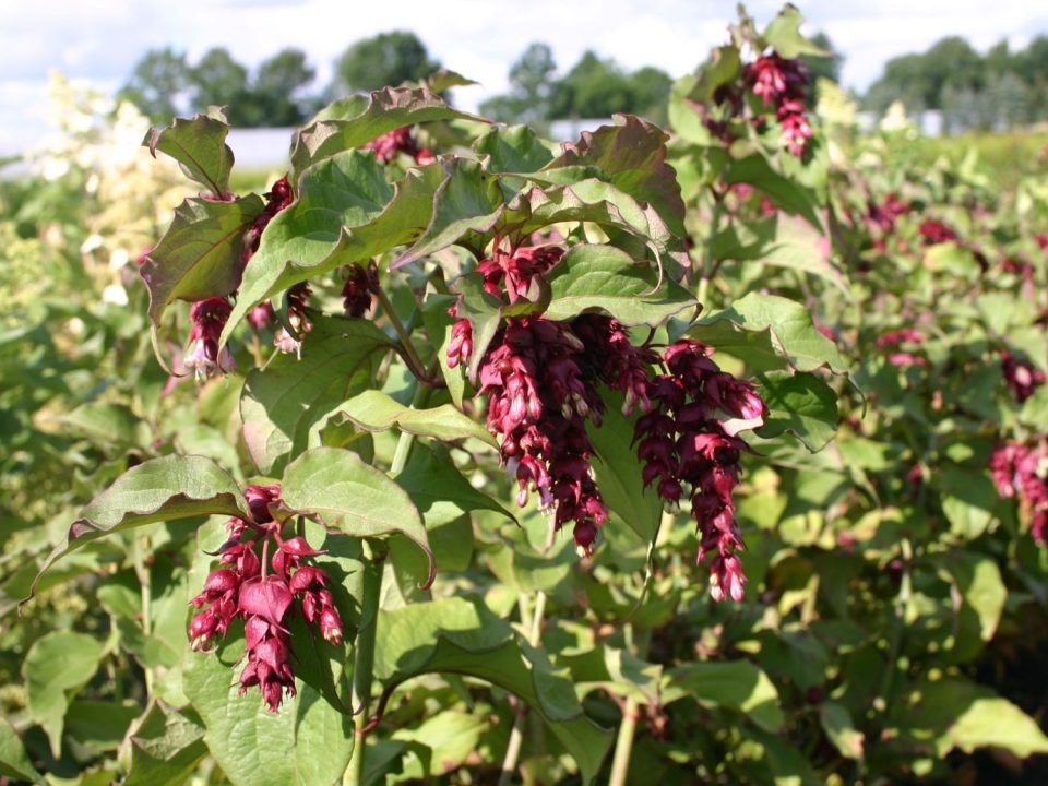 Leycesteria "Purple Rain" - Slika 3