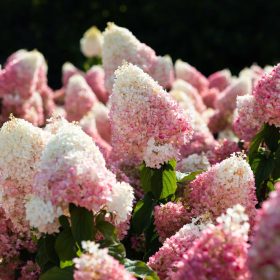 Metličasta hortenzija 'Living Strawberry Blossom'