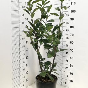 Lovor višnja 'Novita'