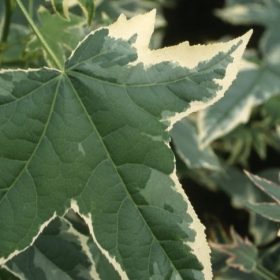 Likvidambar 'Albomarginata'