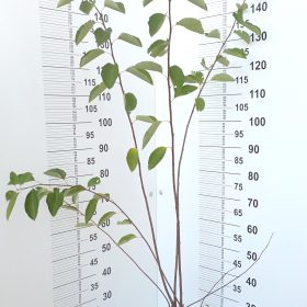 AMELANCHIER