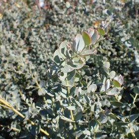 Eukaliptus 'Azura'